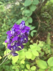 Delphinium exaltatum