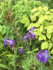 Delphinium exaltatum