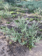 Chenopodium incanum