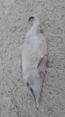 Delphinoidea