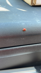 Harmonia axyridis