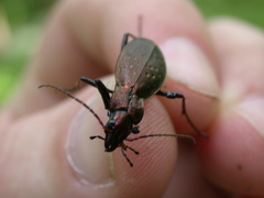 Carabus irregularis