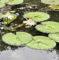 Nymphaea lotus image