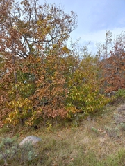 Quercus oblongata