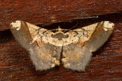 Abaciscus shaneae