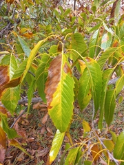 Quercus oblongata
