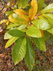 Quercus oblongata