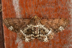 Abaciscus tristis
