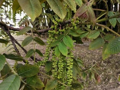 Juglans neotropica