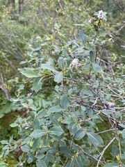 Salix kochiana
