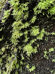 Thamnobryum alleghaniense
