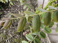 Juglans neotropica