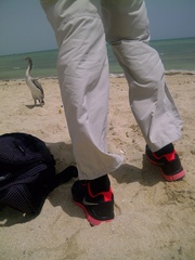 Phalacrocorax nigrogularis