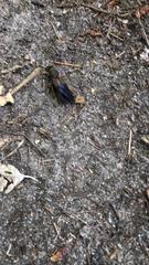 Platydracus maculosus