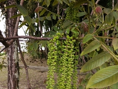 Juglans neotropica