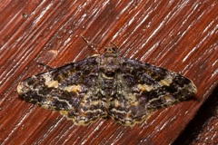 Alcis praevariegata