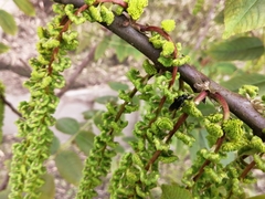 Juglans neotropica