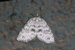 Hoplosauris multivirgulata