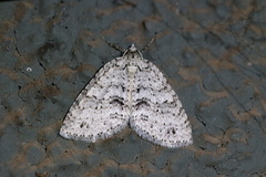 Hoplosauris multivirgulata