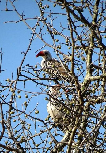Northern Red-billed Hornbill