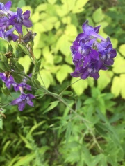 Delphinium exaltatum