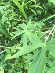 Delphinium exaltatum
