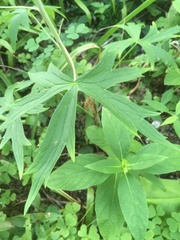 Delphinium exaltatum