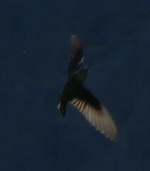 Ptyonoprogne rupestris