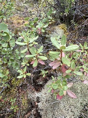 Rhododendron adamsii