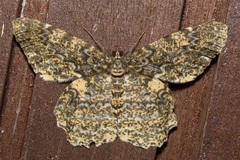 Amblychia praeumbrata