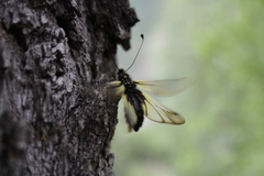 Libelloides sibiricus