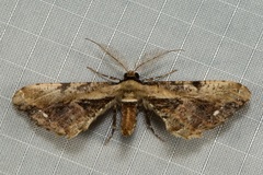Apophyga apona