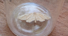 Idaea belemiata
