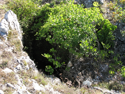 Cerastium biebersteinii, photograph 5