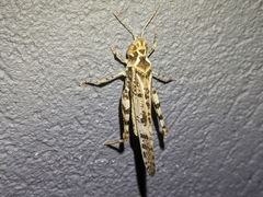 Dissosteira spurcata