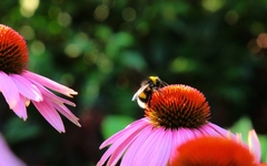 Bombus