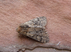 Ocneria atlantica