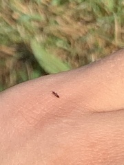 Ponera pennsylvanica