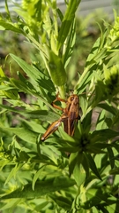 Entomophaga grylli