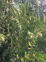 Calocedrus