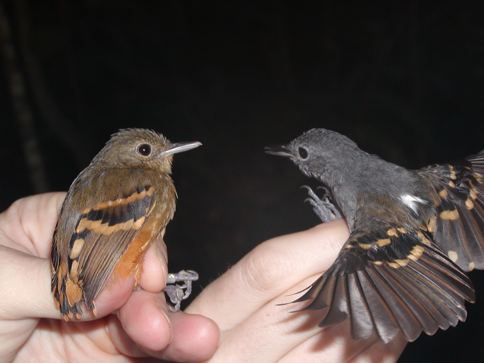 Rufous-bellied Antwren illustration