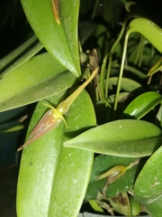 Pleurothallis microcardia