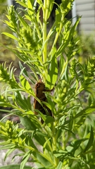 Entomophaga grylli