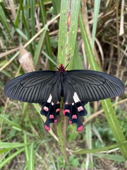 Byasa polyeuctes termessus