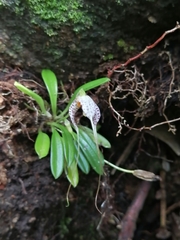 Masdevallia picturata