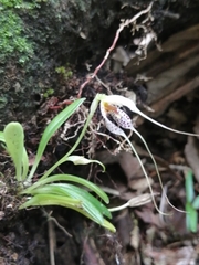 Masdevallia picturata