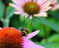 Echinacea purpurea