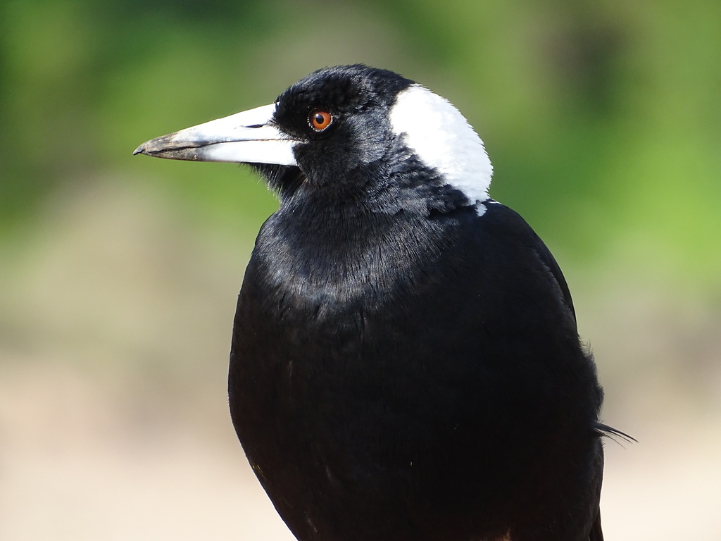 Australian Magpie - Photo (c) sarah macdonald, some rights reserved (CC BY-NC), uploaded by sarah macdonald
