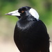 Australian Magpie - Photo (c) sarah macdonald, some rights reserved (CC BY-NC), uploaded by sarah macdonald