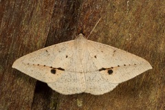 Conolophia nigripuncta